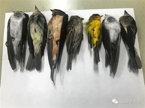 一直看到死掉的鳥|9個不祥徵兆，看到它代表你快死了... 